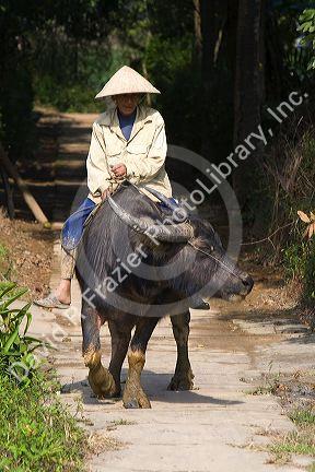 Vietnamese farmer riding a water buffalo near Hue, Vietnam.