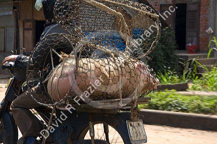Vietnamese man transporting a live pig to market in Quang Tri Province, Vietnam.