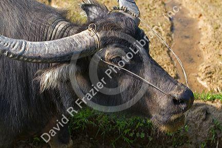 Water buffalo used for farming and transportation near Hue, Vietnam.