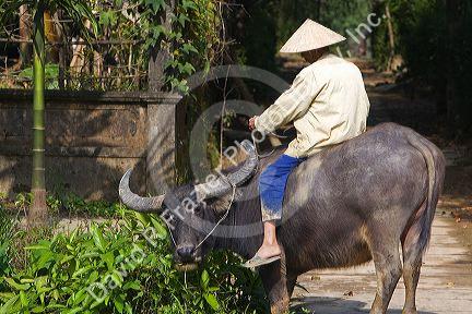 Vietnamese farmer riding a water buffalo near Hue, Vietnam.