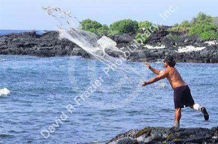 A Hawaiian man fishing with a net on BigIsland of Hawaii.