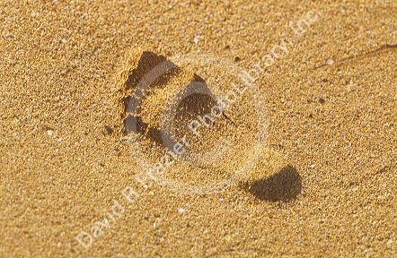 Foot print in sand on a Hawaiian beach.  Invert the image and the heel appears depressed in the sand.