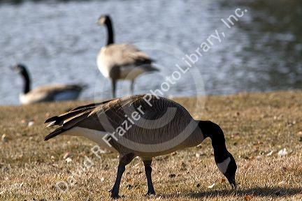 Canada geese overpopulate a park in Boise, Idaho, USA.