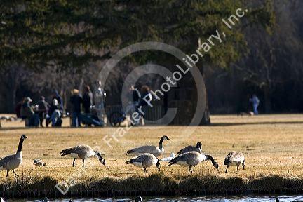Canada geese overpopulate a park in Boise, Idaho, USA.