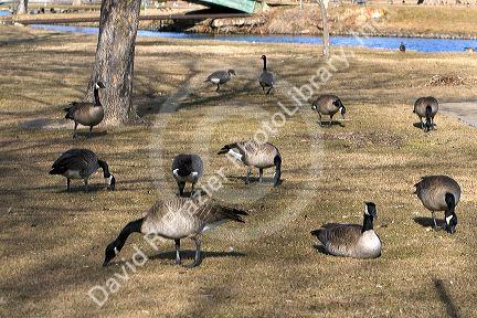 Canada geese overpopulate a park in Boise, Idaho, USA.