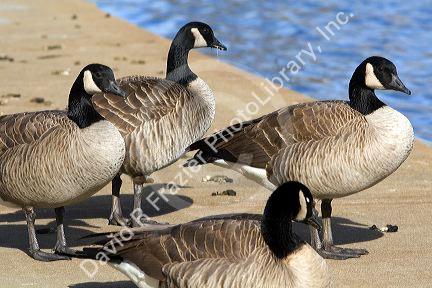 Canada geese overpopulate a park in Boise, Idaho, USA.