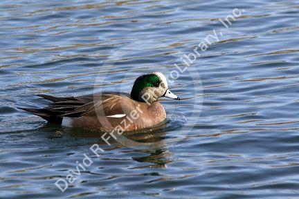Male American Wigeon in Boise, Idaho, USA.