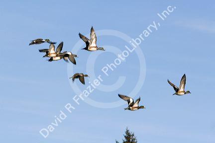 American Wigeon in flight in Boise, Idaho, USA.