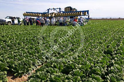 Romain lettuce harvest in the Imperial Valley near El Centro, Southern California, USA.