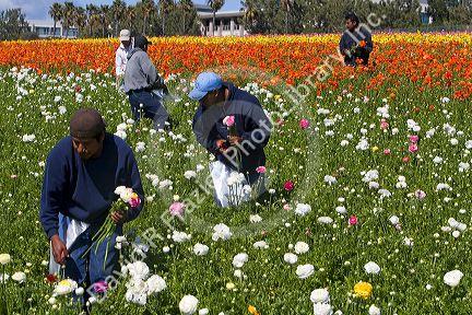 Workers harvest colorful ranunculus flowers growing at The Flower Fields of Carlsbad, Southern California, USA.