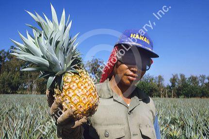 Pineapple field worker in Hawaii.