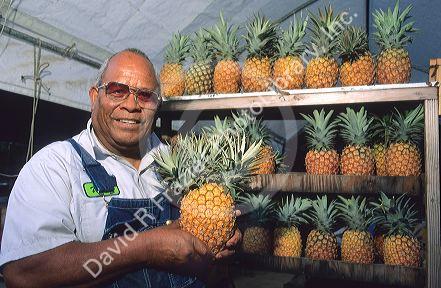 Hawaiian farmer with pineapple displayat fruitstand.
