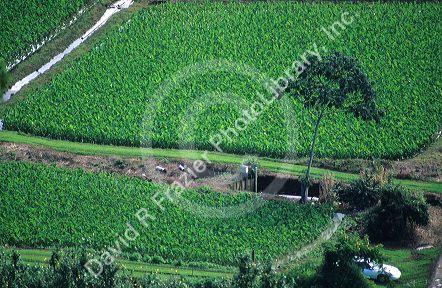 Taro field in Hanalei Valley Kauai, Hawaii.