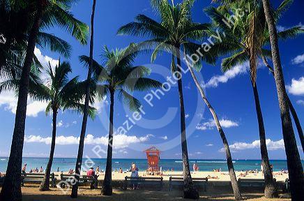 Palm trees at Waikiki Beach in Honolulu, Hawaii.