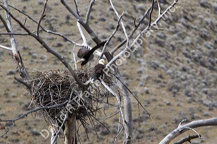 Bald eagles nesting along the Payette River near Horseshoe Bend, Idaho, USA.