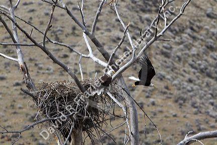 Bald eagles nesting along the Payette River near Horseshoe Bend, Idaho, USA.