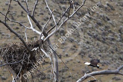 Bald eagles nesting along the Payette River near Horseshoe Bend, Idaho, USA.