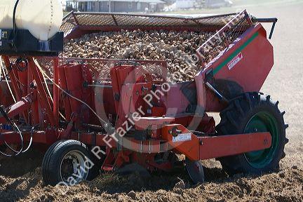 Farmer planting potato crop in Canyon County, Idaho, USA.