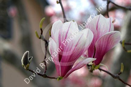 Magnolia Liliiflora blooms during spring in Boise, Idaho.