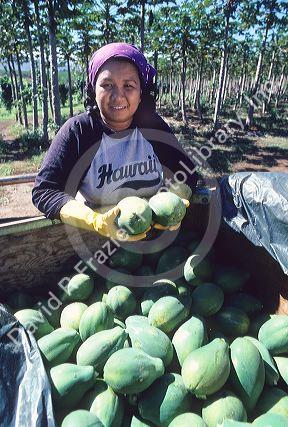 Hawaiian female worker at a papaya plantation in kauai, Hawaii.