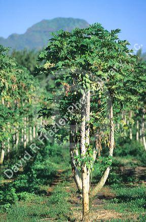 Papayas growing on a tree in Hawaii.