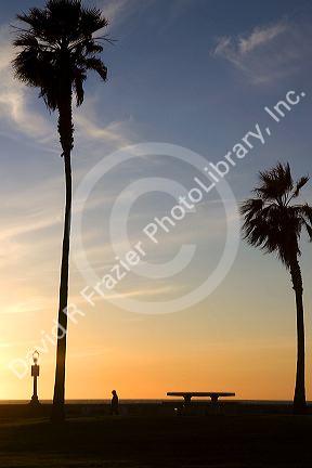 Palm trees at sunset on Mission Beach in San Diego, Southern California, USA.
