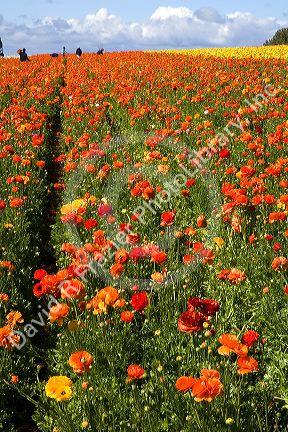 Colorful ranunculus flowers grow at The Flower Fields of Carlsbad, Southern California, USA.