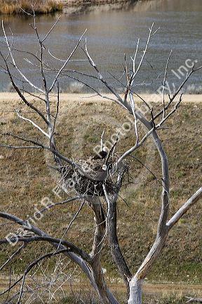 Bald eagles nesting along the Payette River near Horseshoe Bend, Idaho, USA.