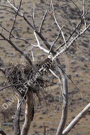 Bald eagle nesting along the Payette River near Horseshoe Bend, Idaho, USA.