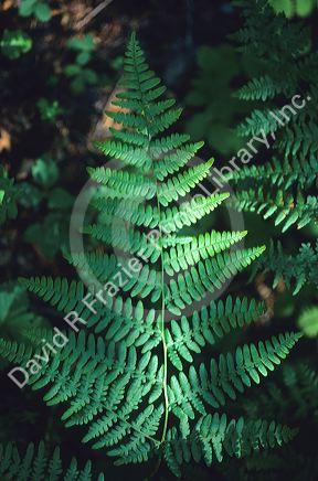 A fern in a forest in Oregon.