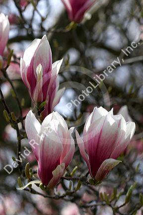 Magnolia Liliiflora blooms during spring in Boise, Idaho.