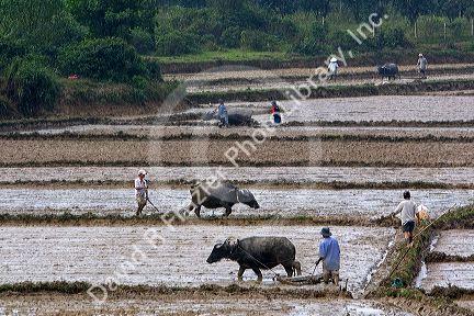 Water buffalo tilling rice paddies north of Hue, Vietnam.