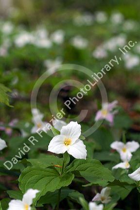 Trillium flowering plants growing wild in Michigan, USA.