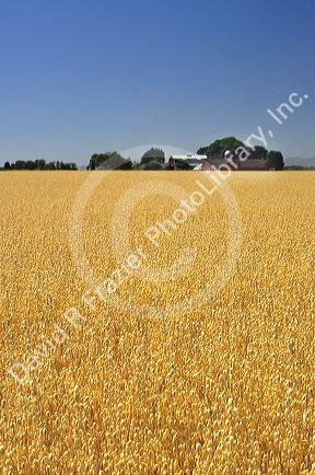 Oat field near Sheridan, Oregon.