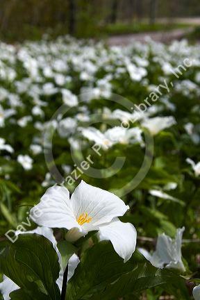 Trillium flowering plants growing wild on the forest floor in Upper Peninsula of Michigan, USA.