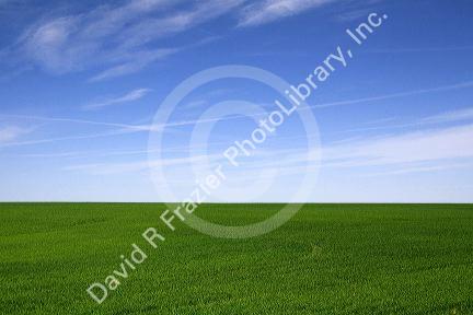 Green wheat fields in Washington County, Colorado, USA.