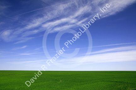 Green wheat fields in Washington County, Colorado, USA.