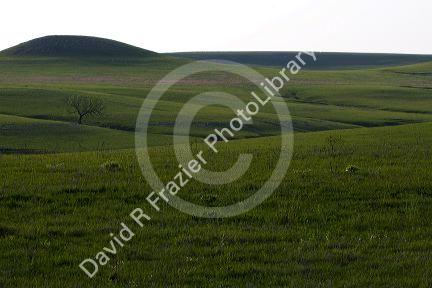 Konza Prairie Biological Station is a preserve of native tallgrass prairie in the Flint Hills of northeastern Kansas, USA.