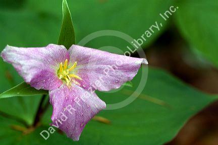 Trillium flowering plants growing wild in Michigan, USA.