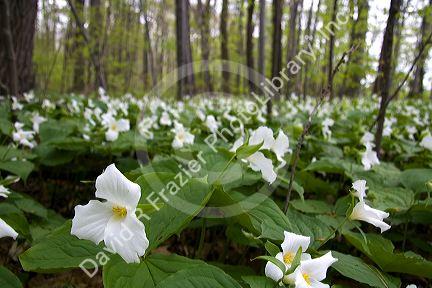 Trillium flowering plants growing wild in a woodlot in Michigan, USA.