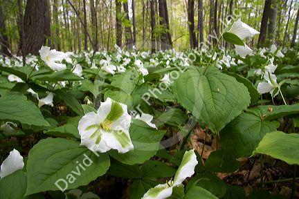 Trillium flowering plants growing wild in a woodlot in Michigan, USA.