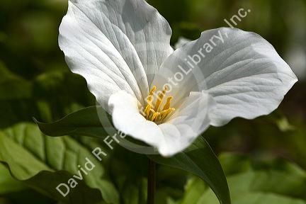 Trillium flowering plants growing wild on the forest floor in Upper Peninsula of Michigan, USA.