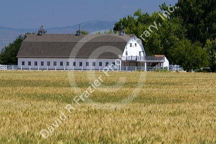 Large barn and wheat crop in Canyon County, Idaho, USA.