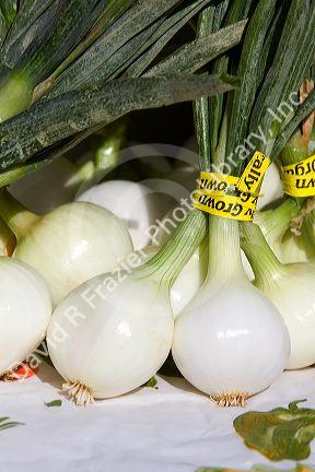 Spring onions grown organically being sold at a farmers market in Boise, Idaho, USA.