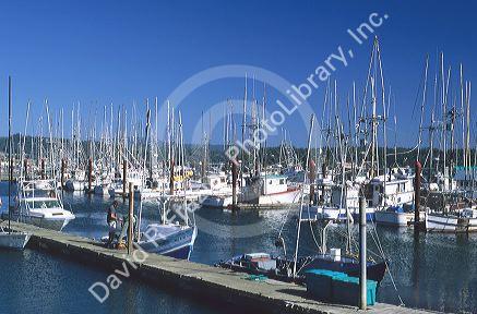 Fishing boats docked in Newport, Oregon.