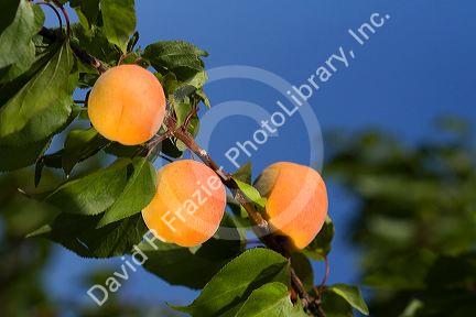 Ripe apricots grow on the tree in Oregon, USA.