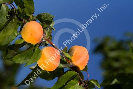 Ripe apricots grow on the tree in Oregon, USA.