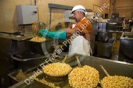 Worker grinding corn kernels at a tortilla processing factory located in Caldwell, Idaho, USA. 