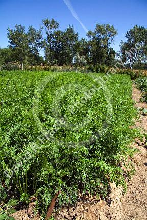 Carrots growing in a community church garden located in Garden City, Idaho.