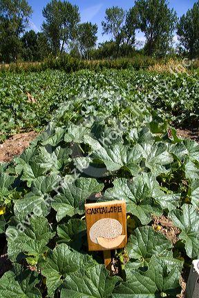 Cantaloupe plants growing in a community church garden located in Garden City, Idaho, USA.